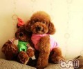 如何融洽原住犬和新入犬的关联