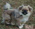 西藏猎犬的語言