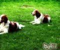 西班牙水猎犬介绍