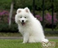 爱斯基摩犬和萨摩耶的差别