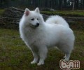 爱斯基摩犬详细介绍