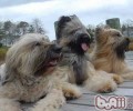布里犬详细介绍