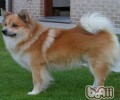 小狗常常换犬粮的优劣剖析