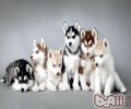 金毛怎么养