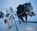 对格陵兰犬的了解