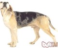邓拉斯犬介绍