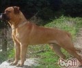 斗牛獒犬介绍