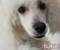 陪你了解狗狗的表情