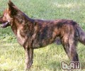 甲斐犬的详细介绍