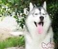 夏天什么小狗更怕高温