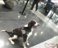 缉毒犬的选择及训炼方法