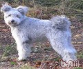 波密犬介绍