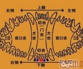 边境牧羊犬幼狗牙生长发育时刻表