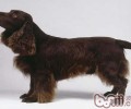 高雅的原野小猎犬