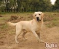 短毛犬吃啥对头发好