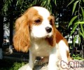 受皇家钟爱的查理王小猎犬