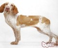 标示牧羊犬走的是“运动达人”路经