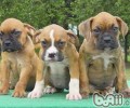 拳狮犬的饲养方法