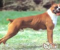 解开拳狮犬的面具