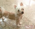 中国冠毛犬是小狗中的乡村非主流