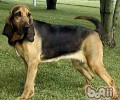 血牧羊犬这一小狗中的小贵族
