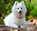 谈一谈日本狐狸犬