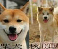 教你区别柴犬和秋田犬