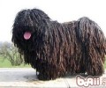 有关波利犬的详细介绍