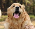 导盲犬一般是啥种类的小狗