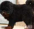 藏獒幼犬阶段的饮食搭配参考表