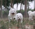 小狗可以用淡香水吗