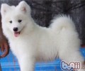 有关狗狗吃蛋黄的益处