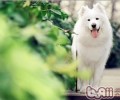 小狗出世后为何要打三次预苗