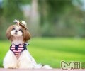 长毛犬易系结的解决方式