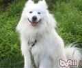 怎样帮小宠物清除的身上的蜱虫