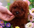 泰迪犬头发掉色一切正常嘛