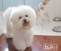 夏季防止小狗中署有窍门