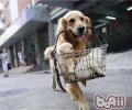 训练金毛的最佳时间