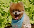 给小狗自制狗粮的常见问题