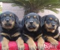 藏獒幼犬阶段饮食搭配参照