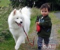 狗狗牵引绳大盘点