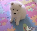 萨摩耶的身上为什么有异味