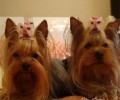 长毛犬美毛保养方式的方法