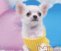 训练狗狗也必须小狗的记忆能力