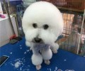 恰当分辨小宠物狗掉毛与除毛