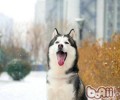 哈士奇幼犬怎样饲养