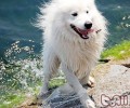 梅雨天气如何预防犬粮霉变