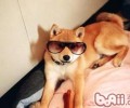 夏天喂养狗狗不要有残留