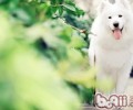 如何选择适合的出色小狗