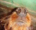 小狗的夏天保养关键点